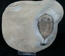 Dalmanites - Classic US Trilobite #6339-1